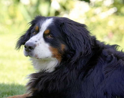 Contemplation
Ключові слова: Bernese Mountain Dog Digby Dog Dogs Play Playing