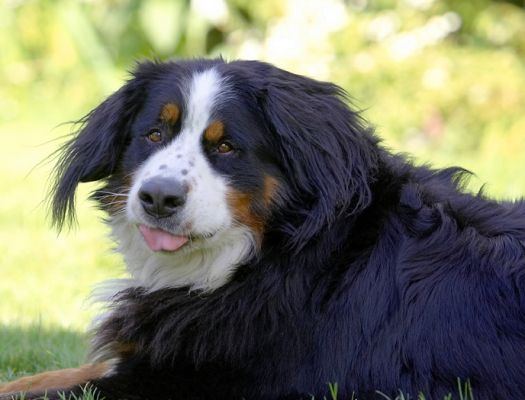Hey, I'm just an ol' softie
Anahtar kelimeler: Bernese Mountain Dog Digby Dog Dogs Play Playing Tongue