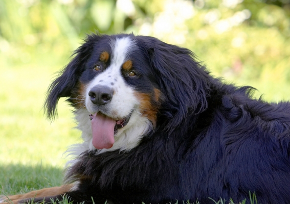 I'm pooped
Ключові слова: Bernese Mountain Dog Digby Dog Dogs Play Playing Tongue