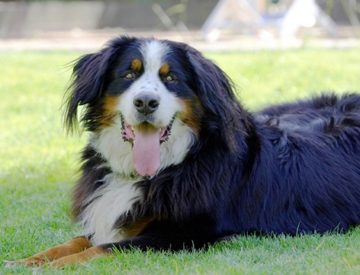 Where's my cocktail with the umbrella??
Trefwoorden: Bernese Mountain Dog Digby Dog Dogs Play Playing Tongue