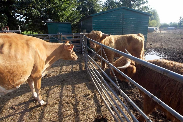 Wot's goin' on here?
Palabras Clave: Ballymorah ballymorey Belinda Birth Bull Bulls Calf Calving Cattle Cow Cows Dairy Guernsey Highland Highlands Ross