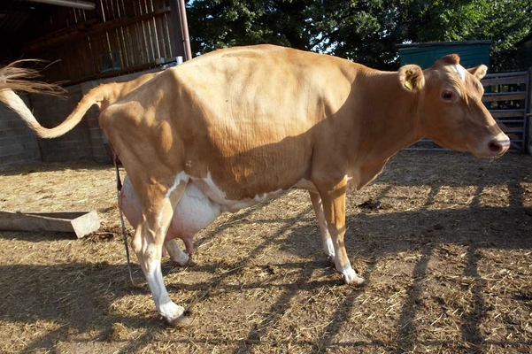 I jus' gotta push ..........
Trefwoorden: Belinda Birth Calf Calving Cattle Cow Cows Dairy Guernsey