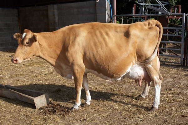 ........... oh well .........
Palabras clave: Belinda Birth Calf Calving Cattle Cow Cows Dairy Guernsey
