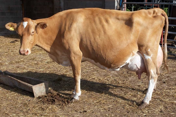 ........ the urge has passed .........
Keywords: Belinda Birth Calf Calving Cattle Cow Cows Dairy Guernsey