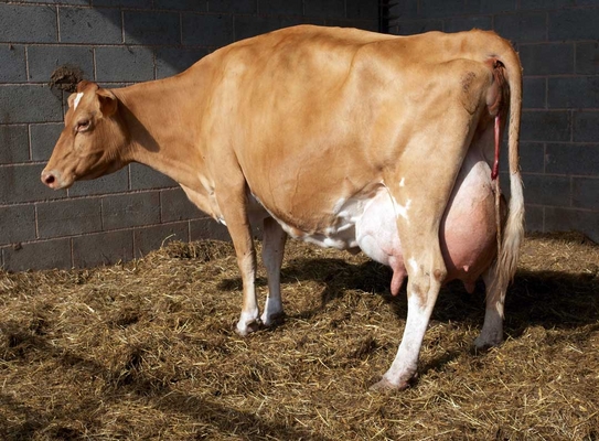 ........ no, nuthin' much happening ..........
Ključne besede: Belinda Birth Calf Calving Cattle Cow Cows Dairy Guernsey