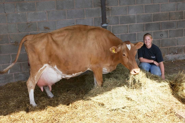 ........... so I'll have a bit of a munch
Schlüsselwörter: Belinda Birth Calf Calving Cattle Cow Cows Dairy Guernsey sam