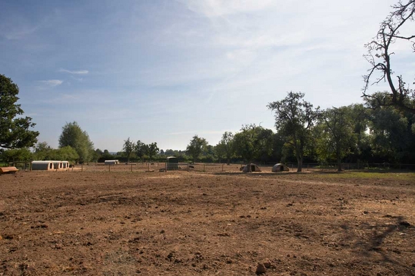 All quiet on the western front
Schlüsselwörter: Farm Paddock
