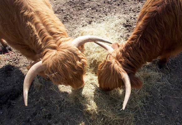 We're jus' busy ..........
Keywords: Ballymorah ballymorey Bull Bulls Cattle Cow Cows Graze Grazing Highland Highlands Horn Horns Ross