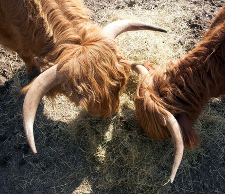 ........ doin' wot comes naturally ..........
Ključne besede: Ballymorah ballymorey Bull Bulls Cattle Cow Cows Graze Grazing Highland Highlands Horn Horns Ross