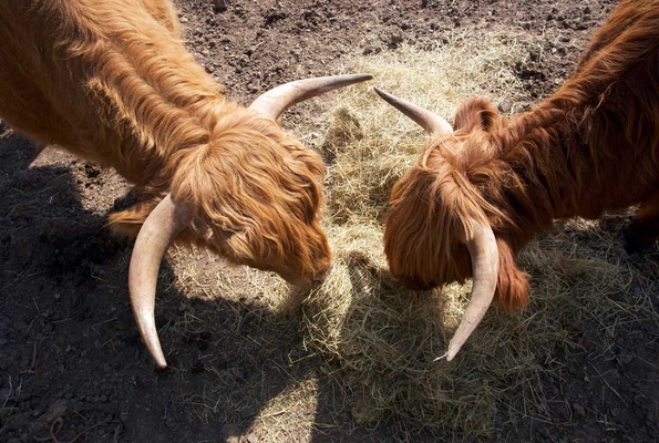 .......... grazing!!
Schlüsselwörter: Ballymorah ballymorey Bull Bulls Cattle Cow Cows Graze Grazing Highland Highlands Horn Horns Ross