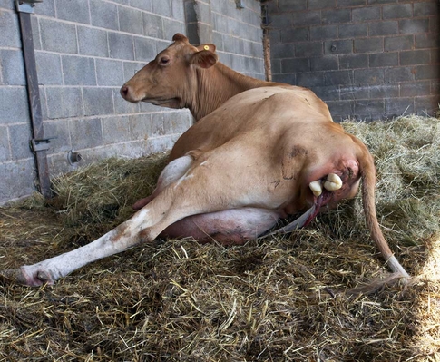 Gotta take a rest ...........
Palabras clave: Belinda Birth Calf Calving Cattle Cow Cows Dairy Guernsey