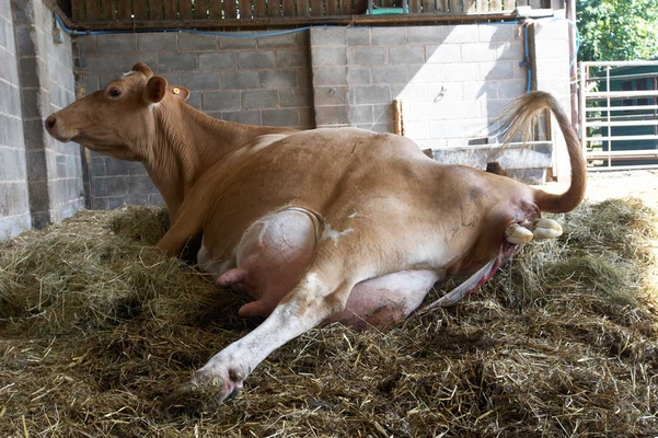 .............. but time for another push .........
Keywords: Belinda Birth Calf Calving Cattle Cow Cows Dairy Guernsey