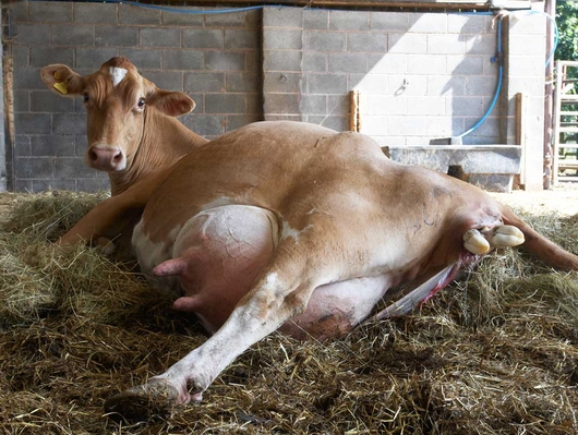 ........... can you see anything yet .........
Keywords: Belinda Birth Calf Calving Cattle Cow Cows Dairy Guernsey