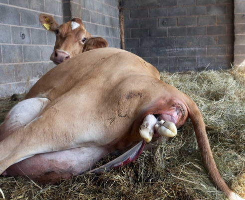 ........ wot is going on down that end
Ключевые слова: Belinda Birth Calf Calving Cattle Cow Cows Dairy Guernsey