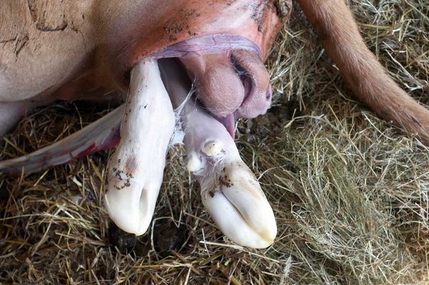 ............. is beginning .........
Palabras clave: Belinda Birth Calf Calving Cattle Cow Cows Dairy Guernsey