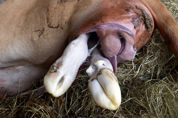 ......... to emerge ..........
Schlüsselwörter: Belinda Birth Calf Calving Cattle Cow Cows Dairy Guernsey