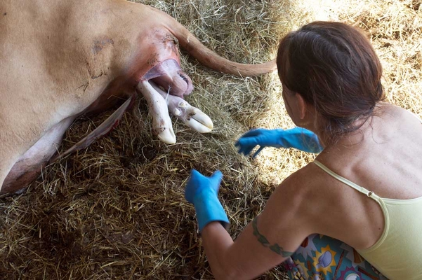 .......... but we think ........
Schlüsselwörter: Belinda Birth Calf Calving Cattle Cow Cows Dairy Guernsey marjorie