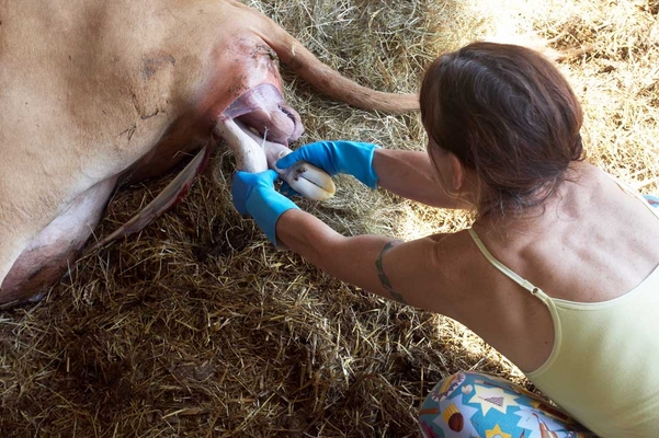 ........... it needs a little help ........
Anahtar kelimeler: Belinda Birth Calf Calving Cattle Cow Cows Dairy Guernsey marjorie