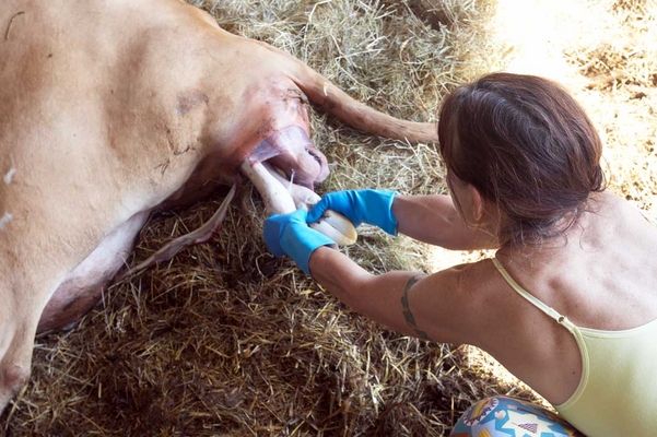 .............. push 'n pull ..........
Schlüsselwörter: Belinda Birth Calf Calving Cattle Cow Cows Dairy Guernsey marjorie
