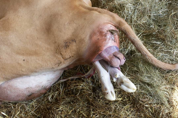 ........... well, that didn't work .........
Ključne besede: Belinda Birth Calf Calving Cattle Cow Cows Dairy Guernsey