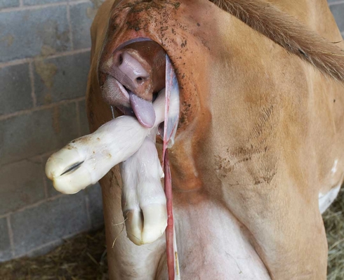 ............. I think ..........
Ključne besede: Belinda Birth Calf Calving Cattle Cow Cows Dairy Guernsey