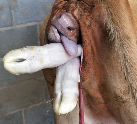 ........... I'm stuck in here
Ključne besede: Belinda Birth Calf Calving Cattle Cow Cows Dairy Guernsey