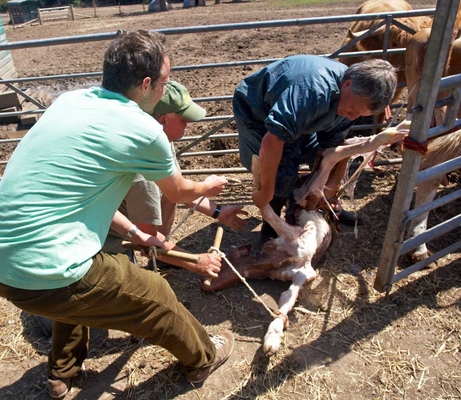 .............. and success ..........
Ključne besede: Belinda Birth Calf Calving Cattle Cow Cows Dairy grzegorz Guernsey Richard Tony