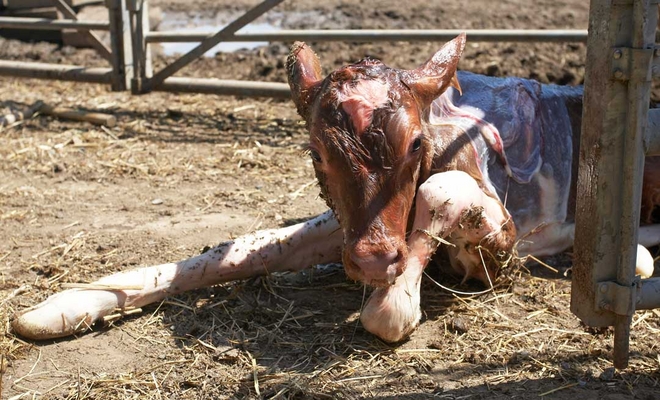 ........ wow ........
Ključne besede: Belinda Birth Calf Calving Cattle Cow Cows Dairy Guernsey