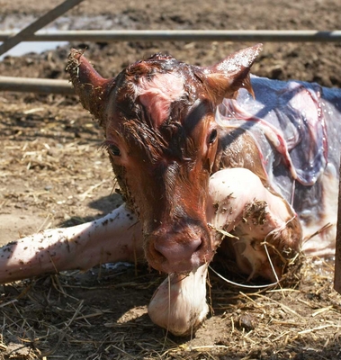 .............. this feels very strange .......
Schlüsselwörter: Belinda Birth Calf Calving Cattle Cow Cows Dairy Guernsey