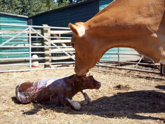 .......... oh, hi Mom .....
Trefwoorden: Belinda Birth Calf Calving Cattle Cow Cows Dairy Guernsey