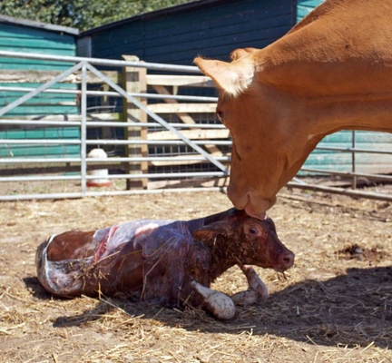 ............. hi, son .......
Λέξεις-κλειδιά: Belinda Birth Calf Calving Cattle Cow Cows Dairy Guernsey