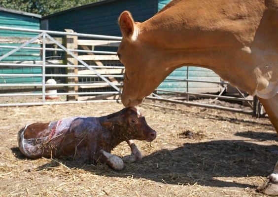 ............. time for .......
Trefwoorden: Belinda Birth Calf Calving Cattle Cow Cows Dairy Guernsey