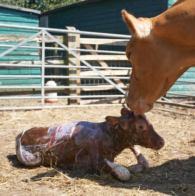 ..... a lick ........
Ключевые слова: Belinda Birth Calf Calving Cattle Cow Cows Dairy Guernsey