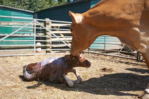 .......... and a kiss ..........
Ključne besede: Belinda Birth Calf Calving Cattle Cow Cows Dairy Guernsey