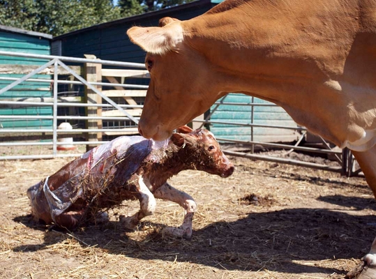 ........... steady, son
Schlüsselwörter: Belinda Birth Calf Calving Cattle Cow Cows Dairy Guernsey