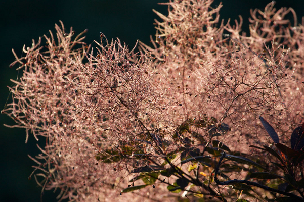 Spooky
Ключевые слова: Whitecroft garden pink plant flower