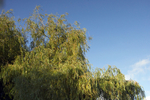 ZJul_26_08-CW-0006.jpg