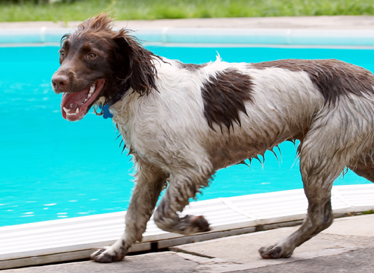I'm up for anything
Ключові слова: Dog Dogs George Spaniels Springer Spaniel Tongue