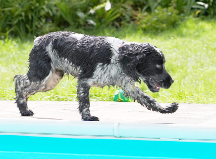 Nah, not interested........
Schlüsselwörter: Ball Charlie Cocker Spaniel Dog Dogs Spaniels Tongue