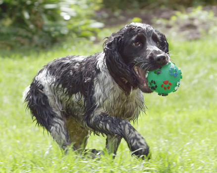 ........ on the other hand.........
Keywords: Ball Charlie Cocker Spaniel Dog Dogs Spaniels Tongue
