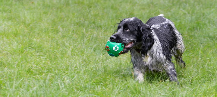 .......... a ball can be fun
Keywords: Ball Charlie Cocker Spaniel Dog Dogs Spaniels Tongue