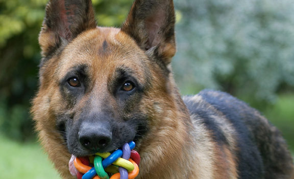 I'm watching you
Avainsanat: Alsatian Dog Dogs Enoch German Shepherd Tongue