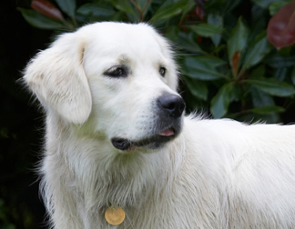 Time for a quiet moment
Anahtar kelimeler: Ball Dog Dogs Golden Retriever Retrievers Tia Tongue