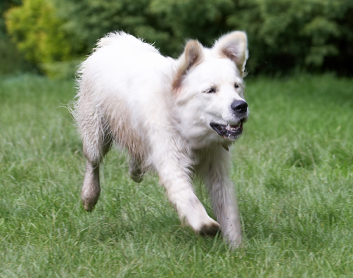Hey, I didn't know my ears did that
Ključne besede: Ball Dog Dogs Golden Retriever Retrievers Tia Tongue