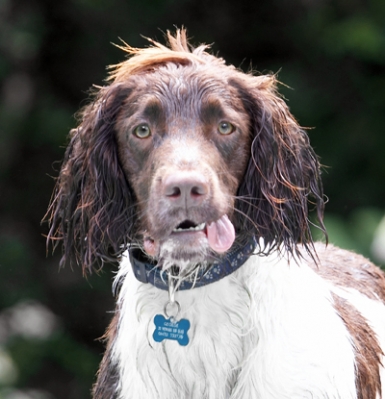 Bad hair day
Schlüsselwörter: Dog Dogs George Spaniels Springer Spaniel Tongue