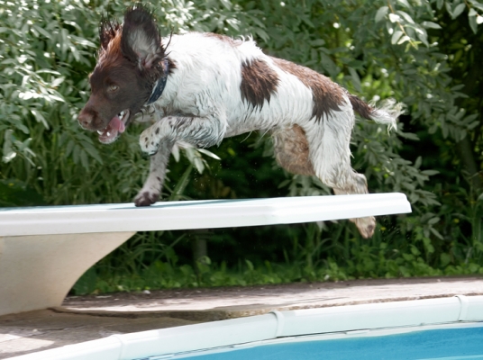 And, action!
Anahtar kelimeler: Dog Dogs George Spaniels Springer Spaniel Tongue