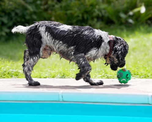 Is this for me? ...........
Słowa kluczowe: Ball Charlie Cocker Spaniel Dog Dogs Spaniels Tongue