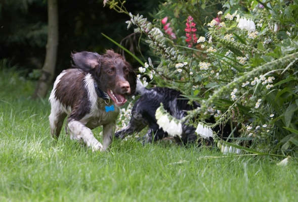 I know, I'm a tearway
Mots-clés: Charlie Dog Dogs George Spaniels Springer Spaniel Tongue
