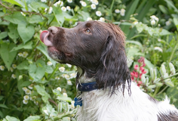 Lip smackin' good
Ключові слова: Dog Dogs George Spaniels Springer Spaniel Tongue