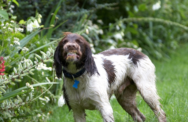 Are you scared yet?
Anahtar kelimeler: Dog Dogs George Spaniels Springer Spaniel Tongue